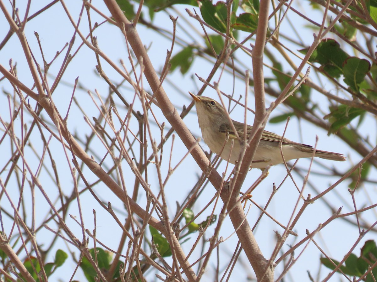 Willow Warbler - ML618887553