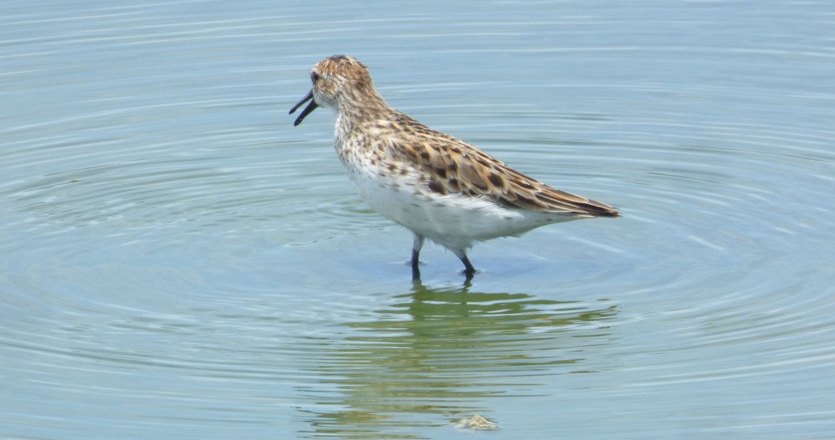 Semipalmated Sandpiper - ML618887556