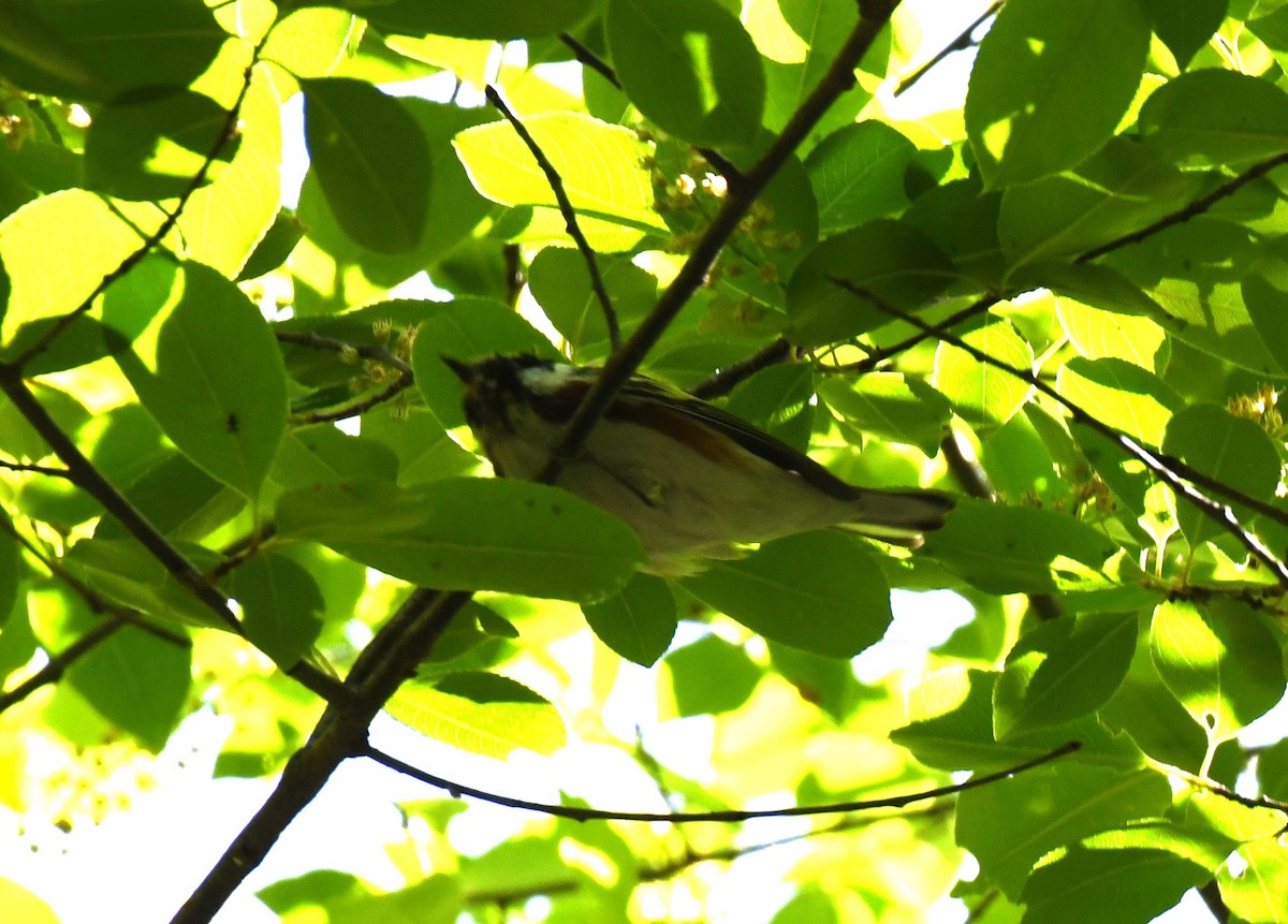 Chestnut-sided Warbler - Carolyn Holland