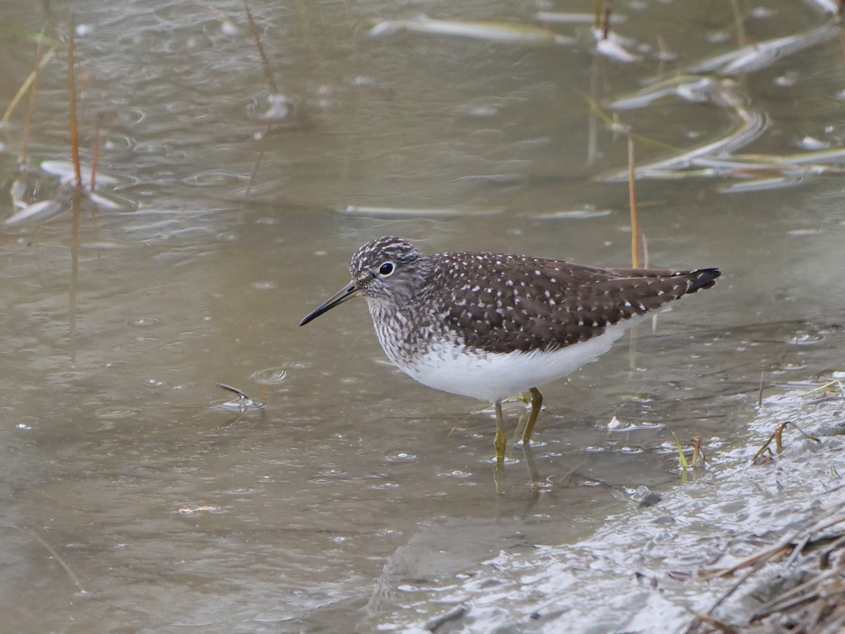 Solitary Sandpiper - Richard Pariseau