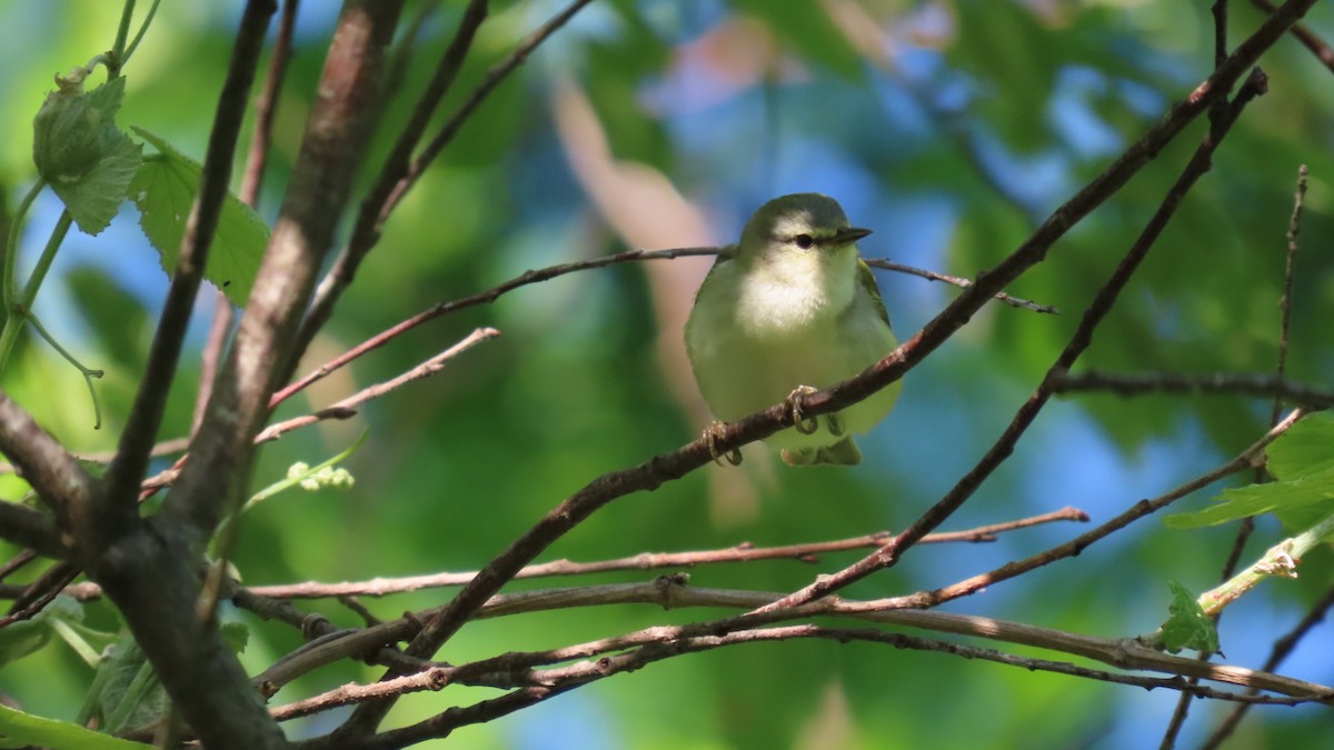 Tennessee Warbler - older rodriguez