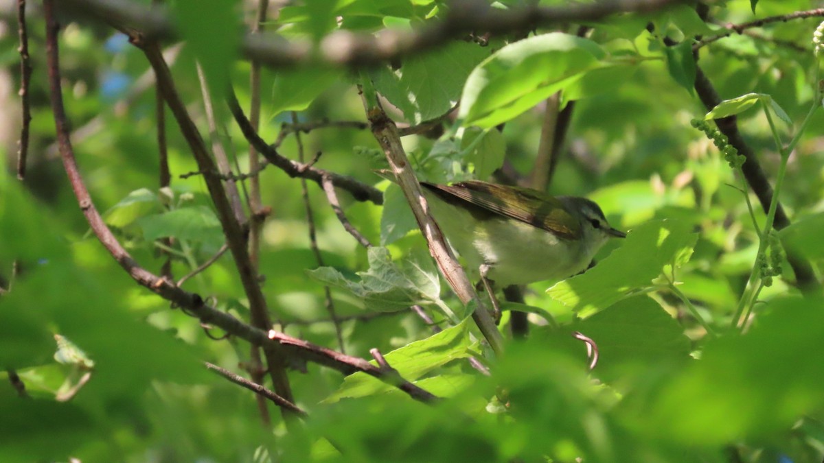 Tennessee Warbler - older rodriguez