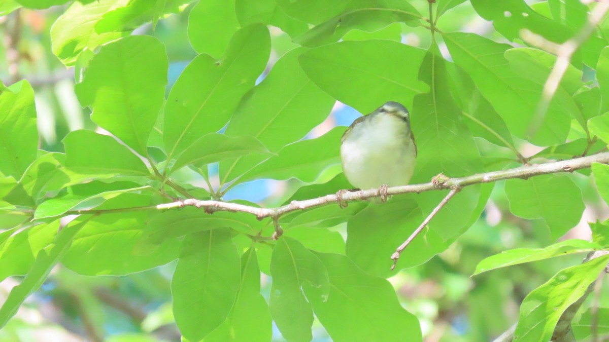 Tennessee Warbler - older rodriguez