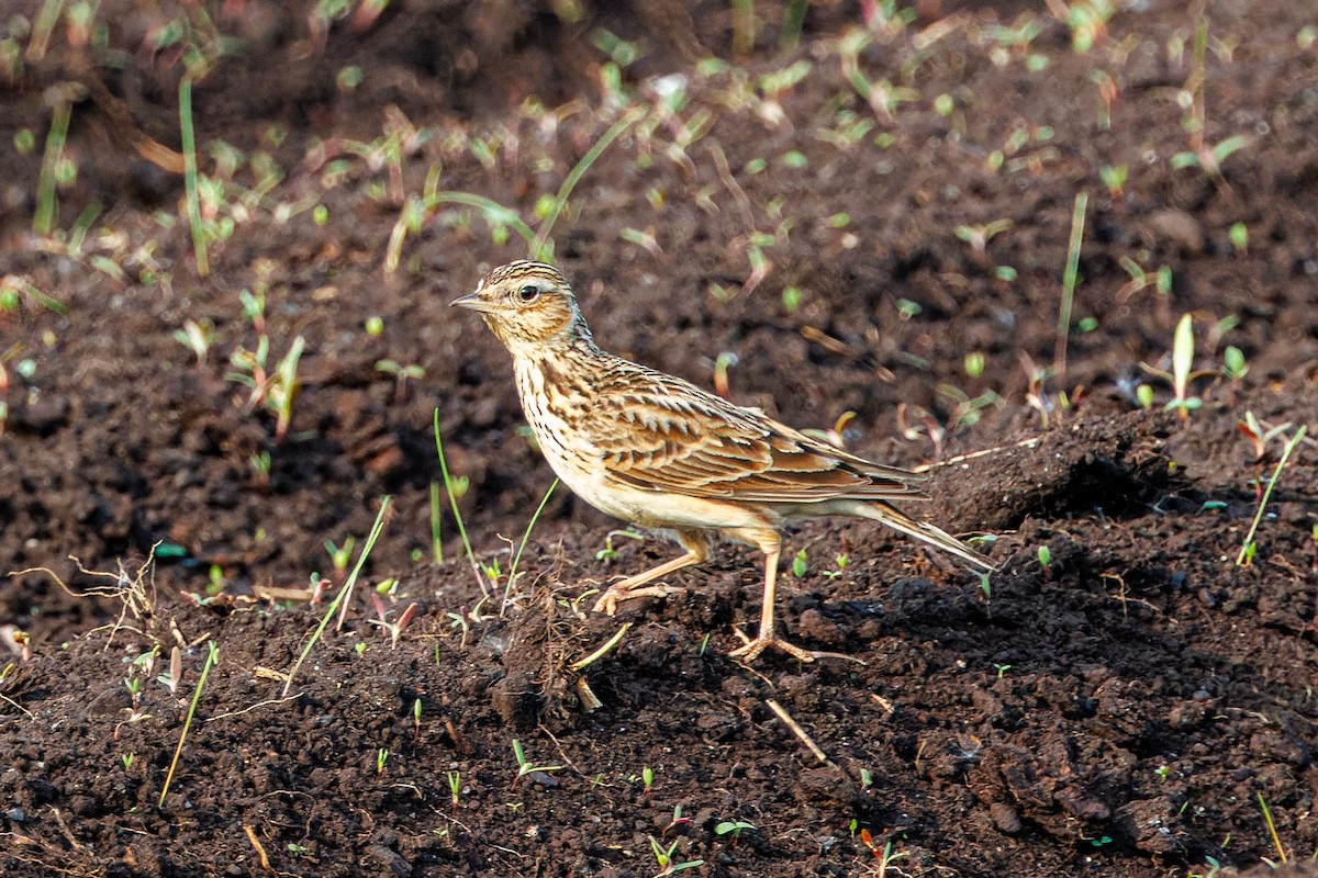 Eurasian Skylark - David Spencer