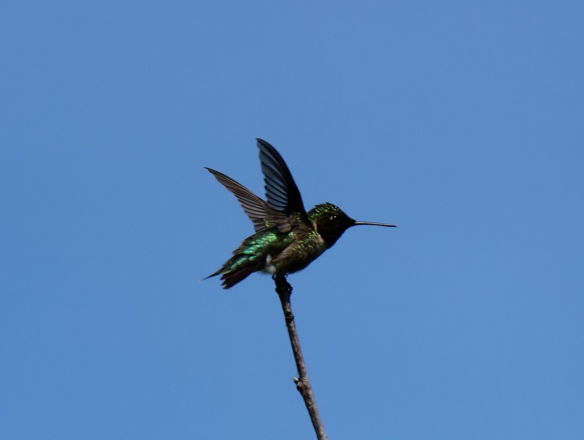 Ruby-throated Hummingbird - Carolyn Holland