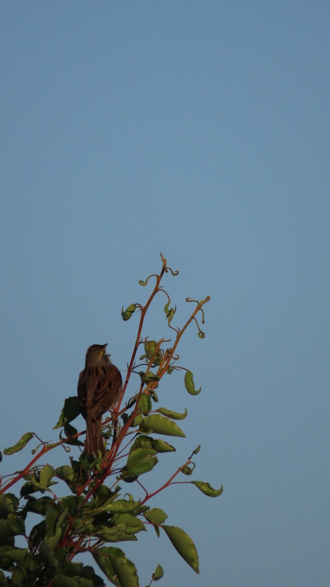 Dickcissel - older rodriguez