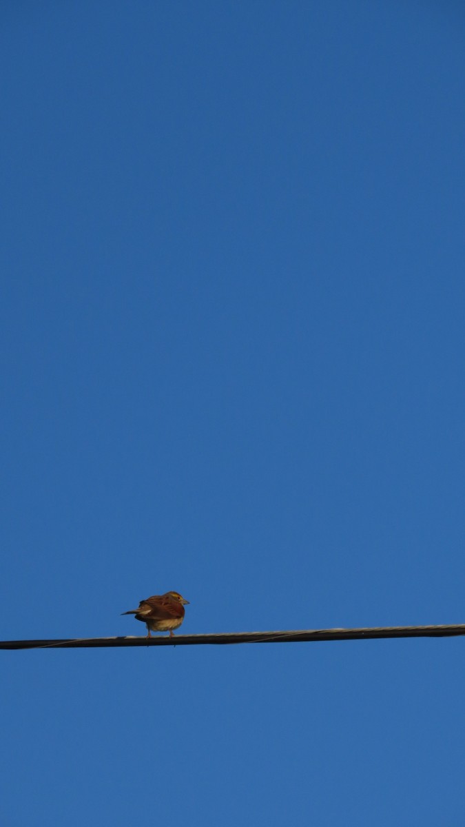 Dickcissel - older rodriguez