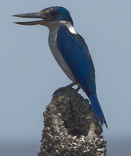 Collared Kingfisher - www.aladdin .st