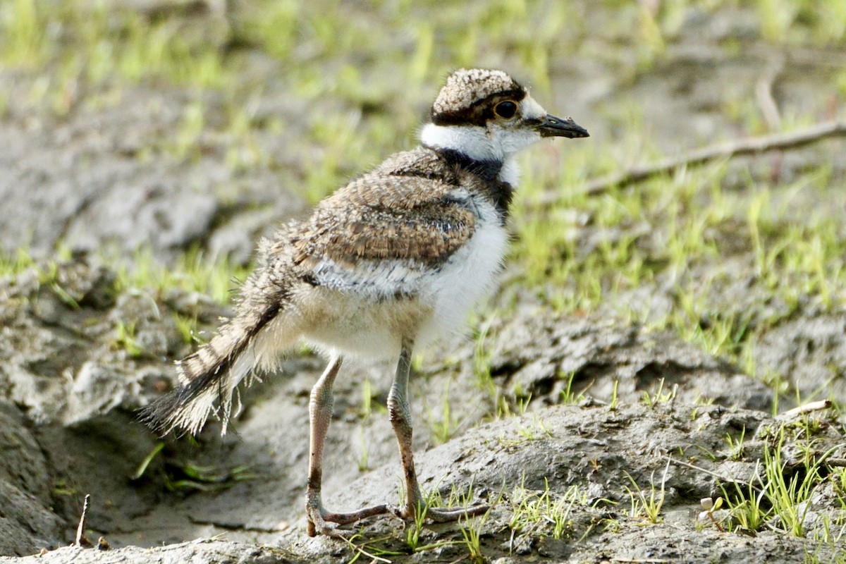 Killdeer - Laura Sisitzky