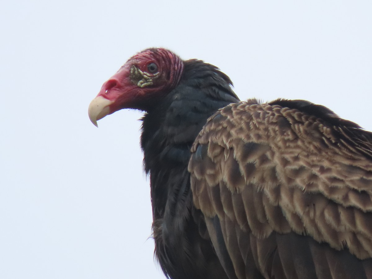 Turkey Vulture - Alan Boyd