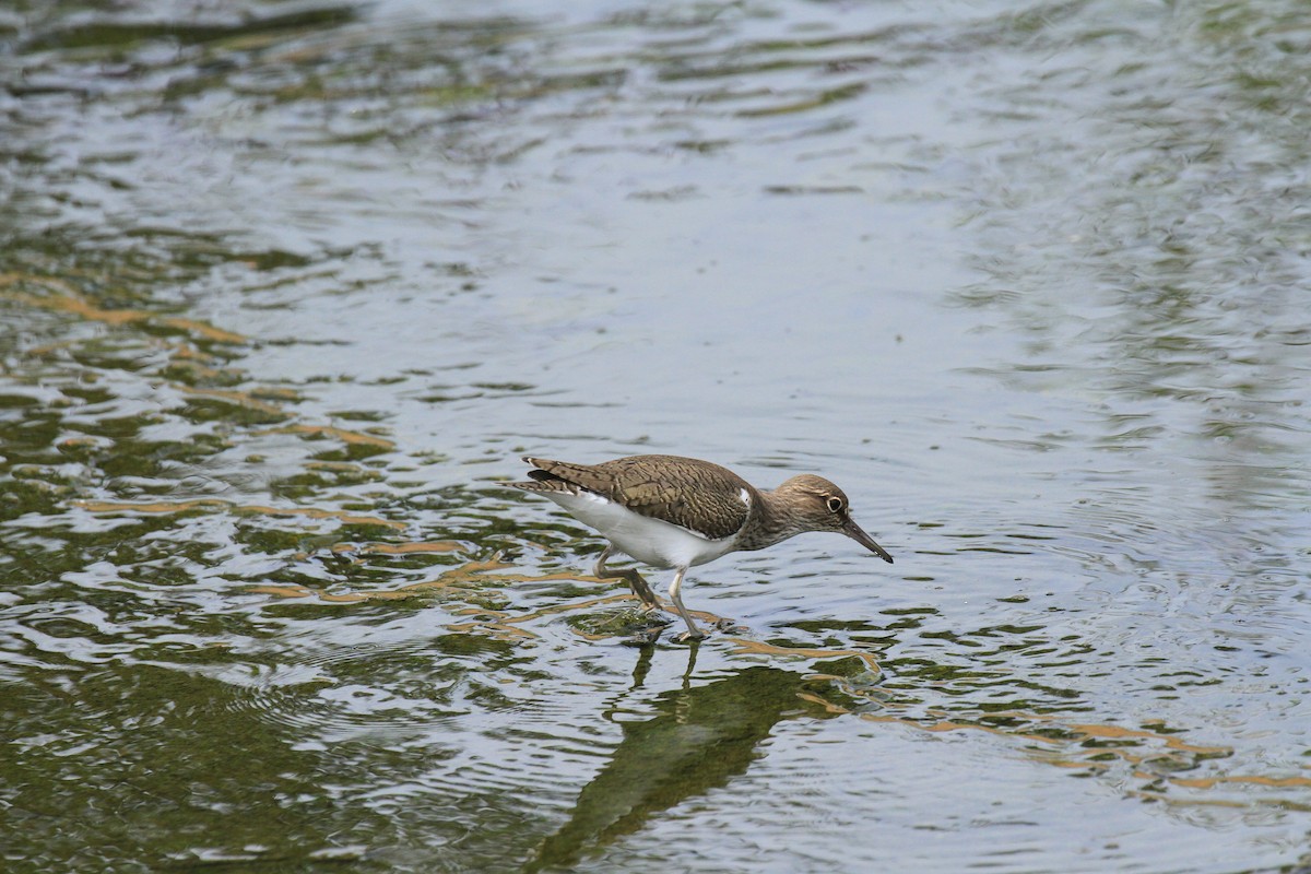 Common Sandpiper - Marta Ibáñez