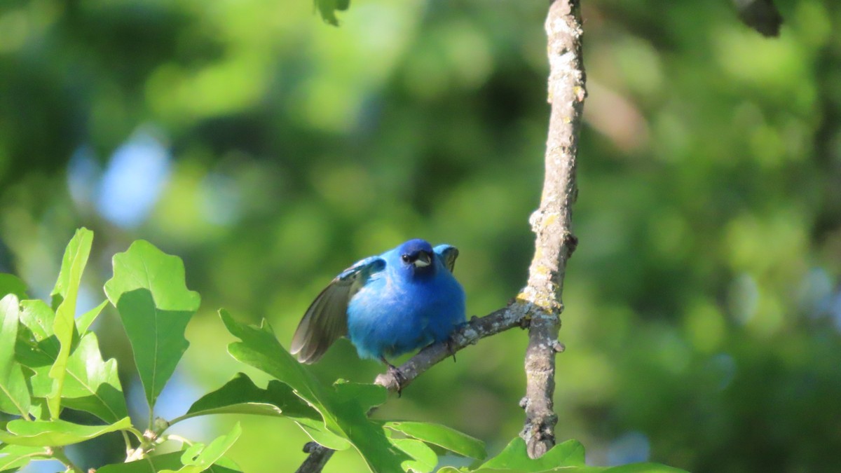 Indigo Bunting - older rodriguez