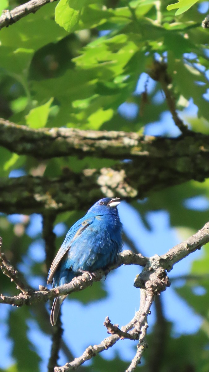 Indigo Bunting - older rodriguez