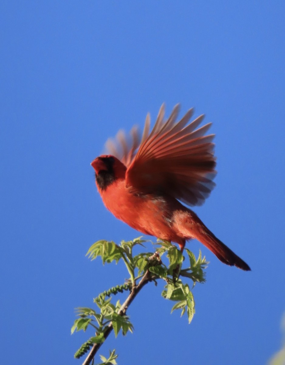 Northern Cardinal - older rodriguez