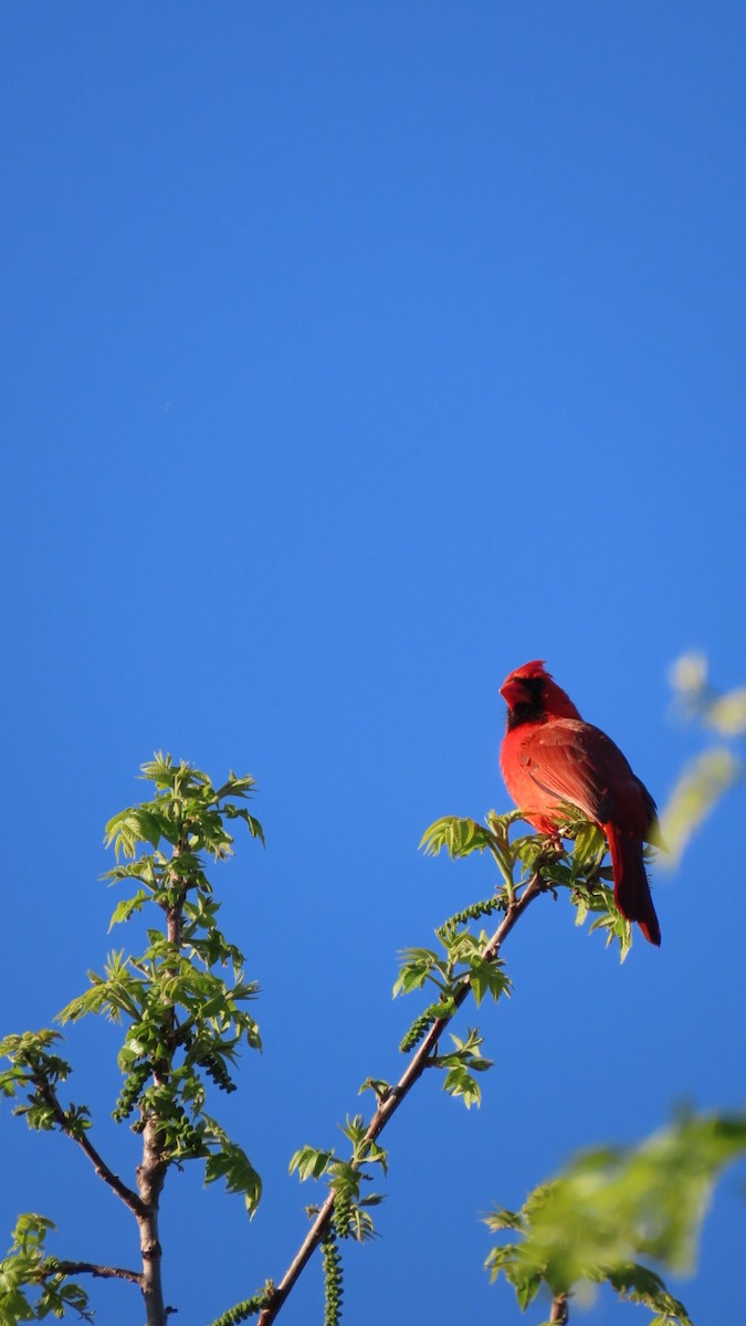 Northern Cardinal - older rodriguez