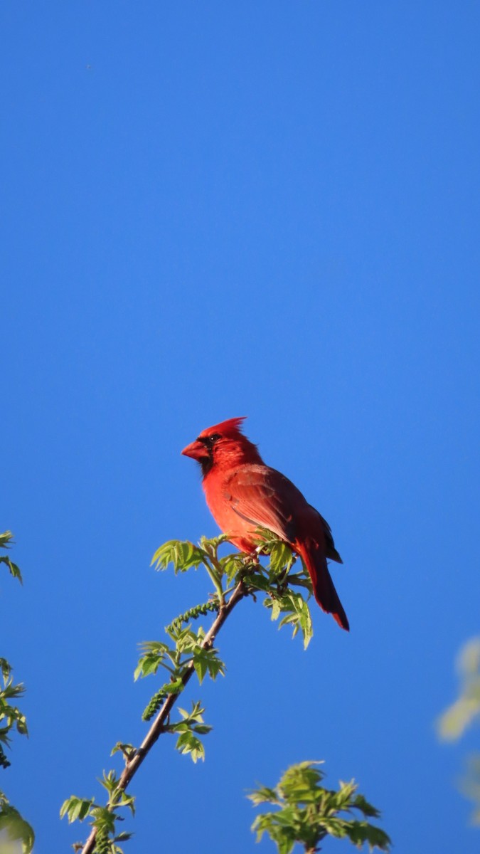 Northern Cardinal - older rodriguez