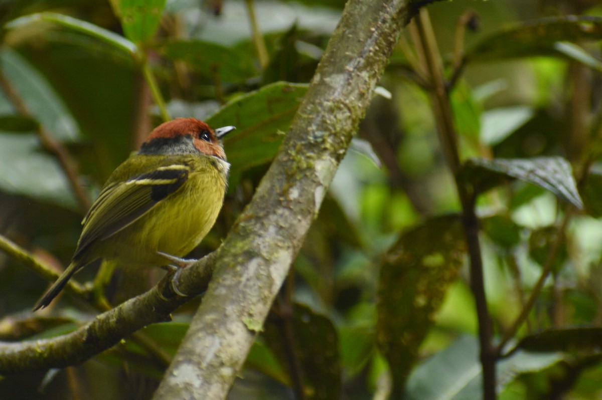 Rufous-crowned Tody-Flycatcher - ML618887669