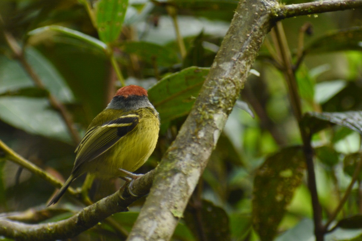 Rufous-crowned Tody-Flycatcher - Diego Piñán