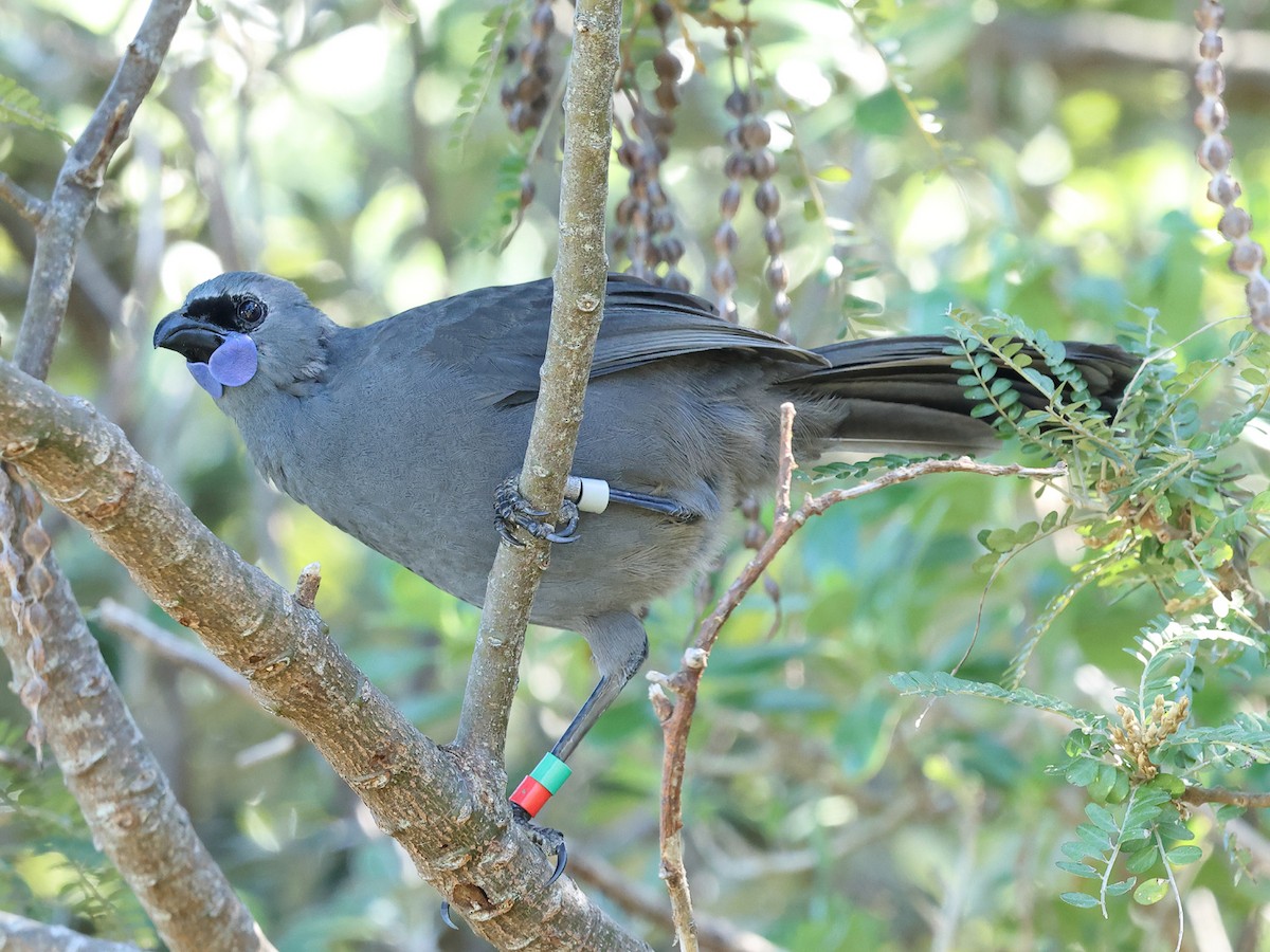 North Island Kokako - Mark Newsome