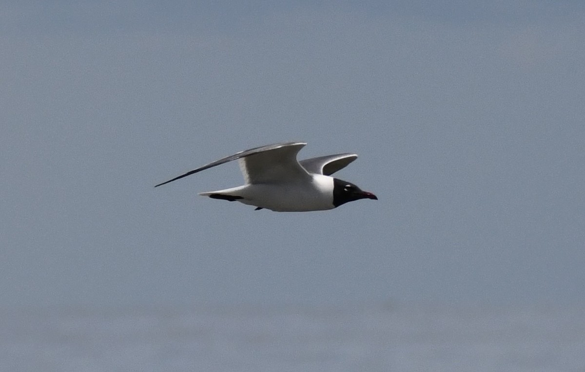 Laughing Gull - Carolyn Holland