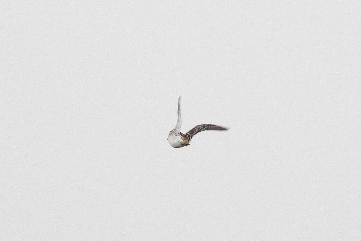 Pin-tailed Snipe - Xiaoni Xu