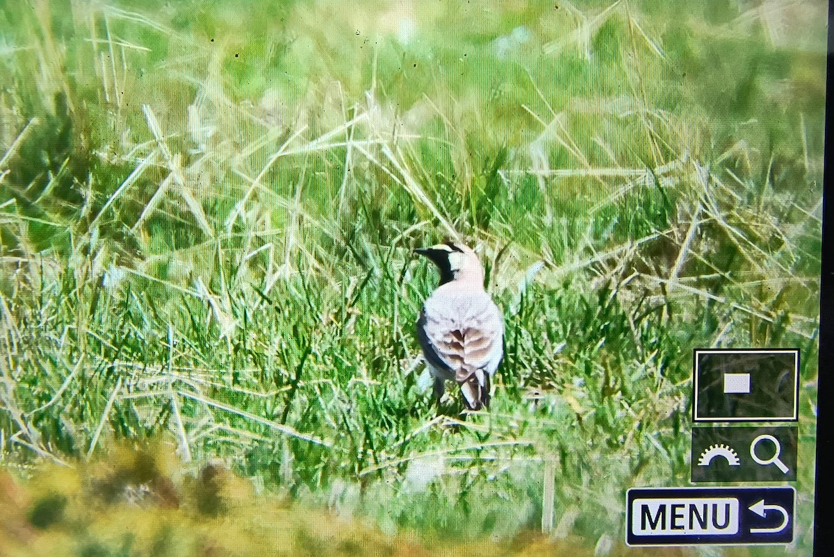 Horned Lark - Stanislav Dimitrov