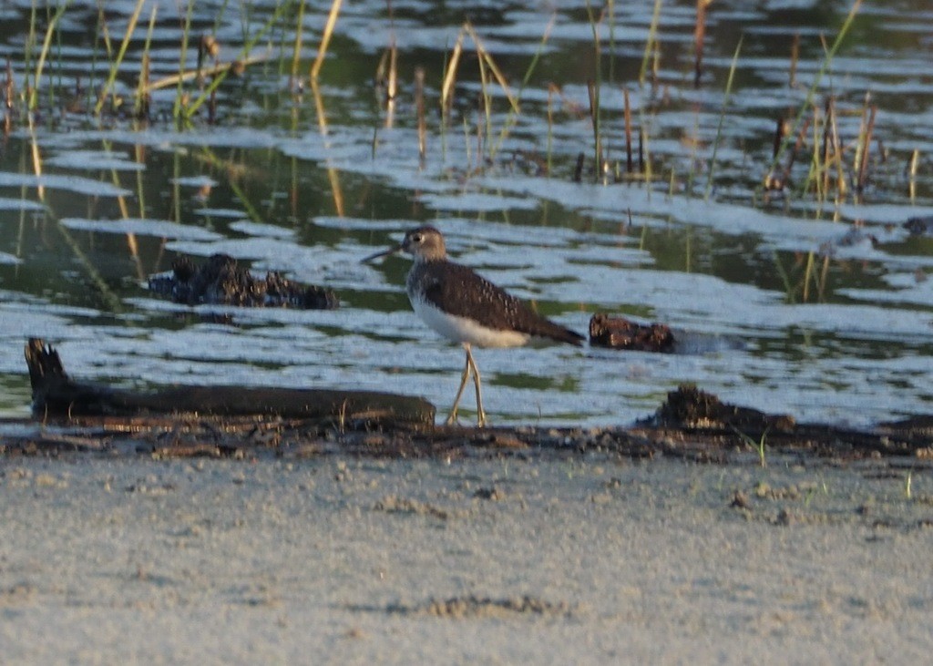 Solitary Sandpiper - John G. Phillips