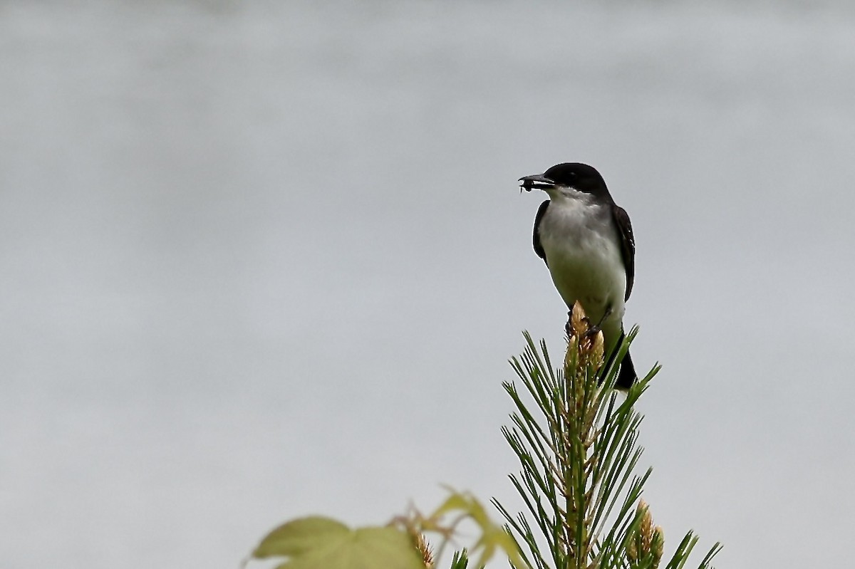 Eastern Kingbird - Karen Barlow