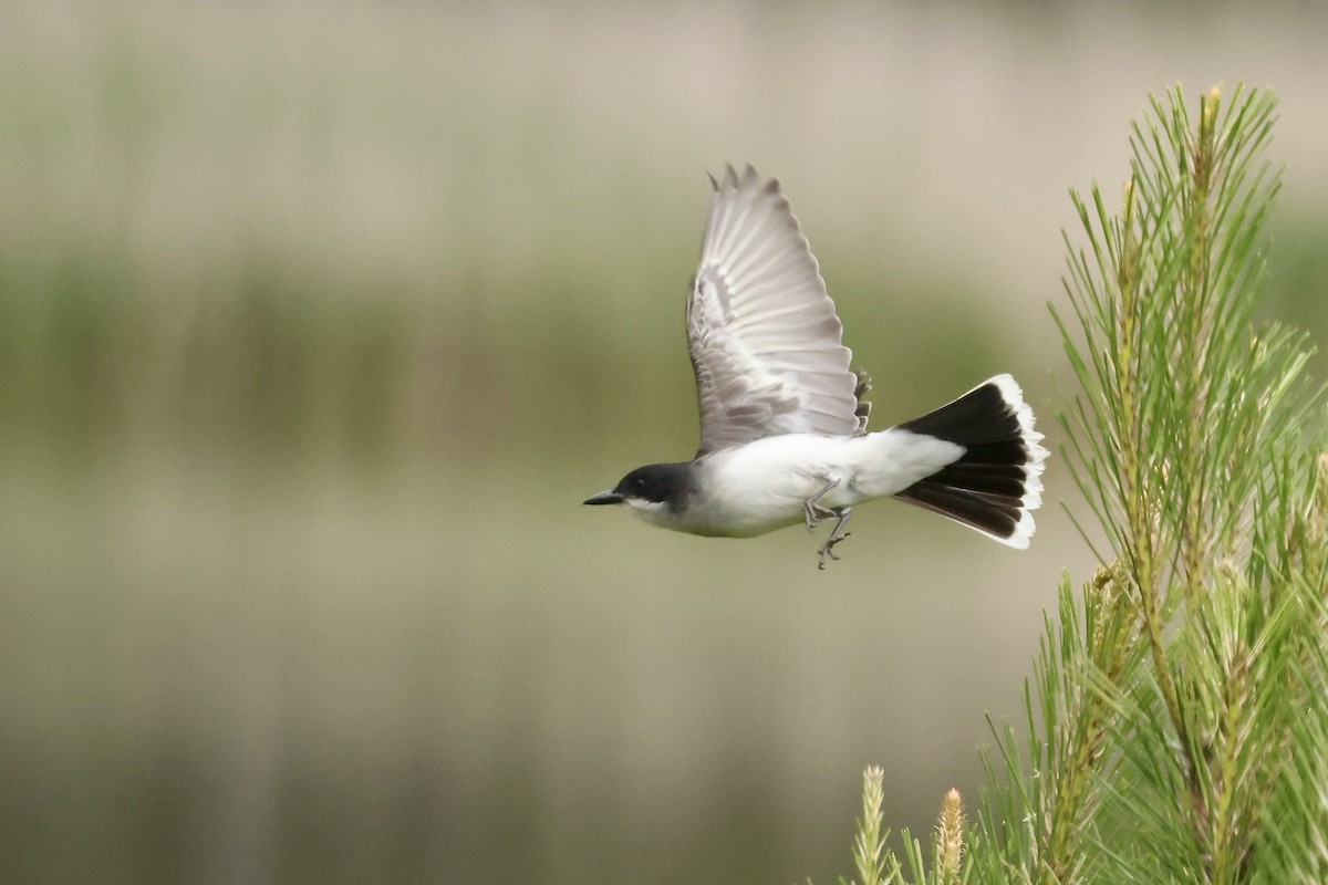 Eastern Kingbird - Karen Barlow