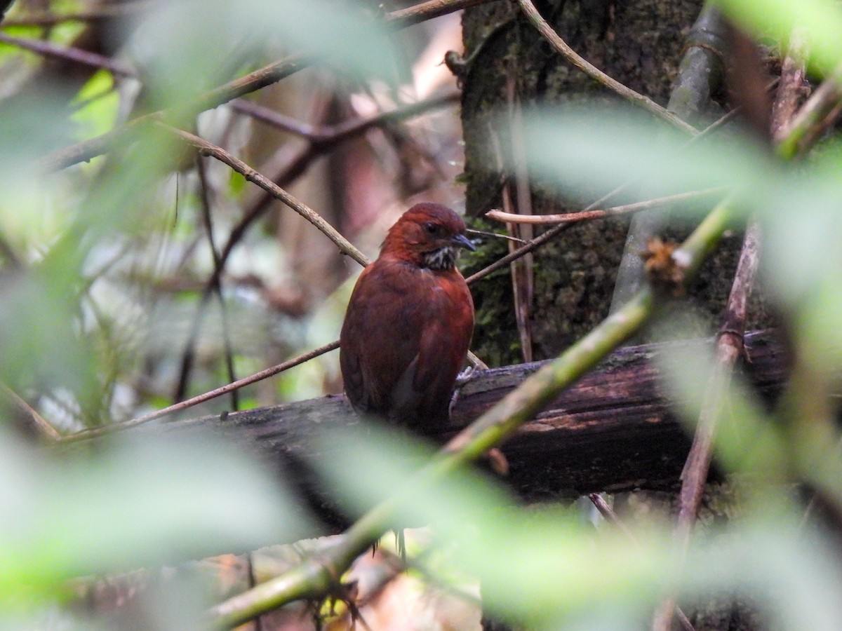 Stripe-breasted Spinetail - NAZLY JULIANA NAVARRO MALDONADO