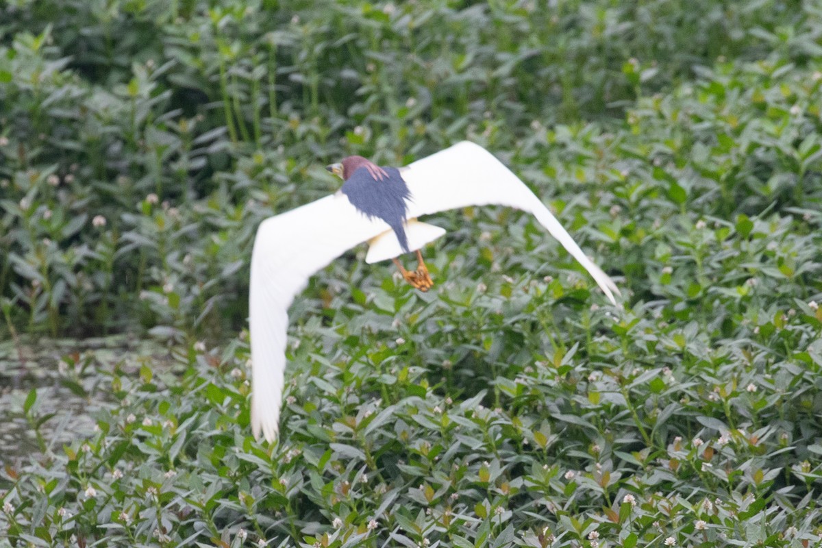 Chinese Pond-Heron - Xiaoni Xu