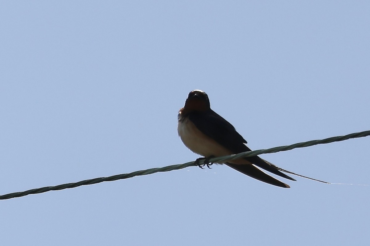 Northern Rough-winged Swallow - Karen Barlow