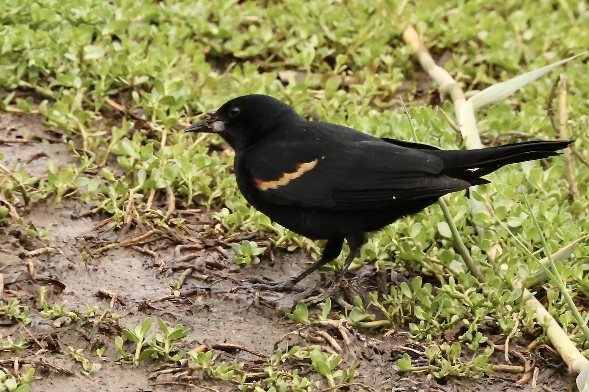 Red-winged Blackbird - Karen Barlow