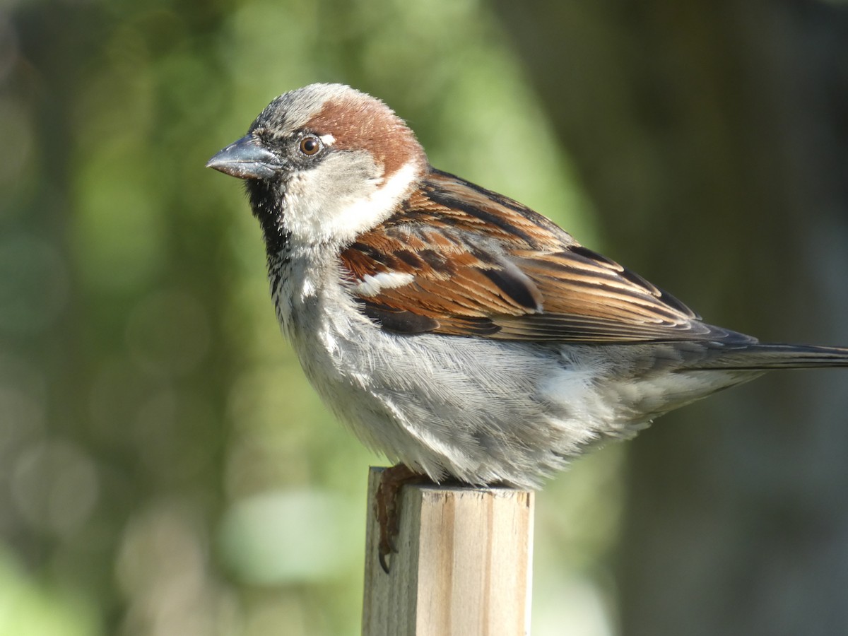 House Sparrow - William Buswell