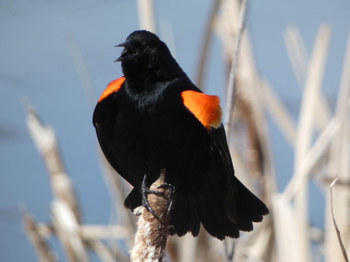 Red-winged Blackbird - Robert Leonhardt