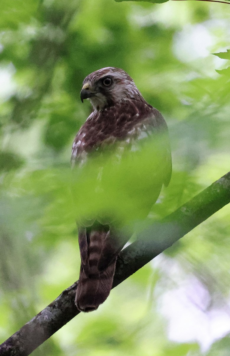 Broad-winged Hawk - ML618887801