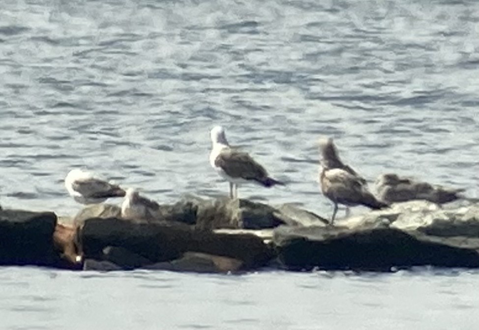 Lesser Black-backed Gull - Mikey  Lutmerding