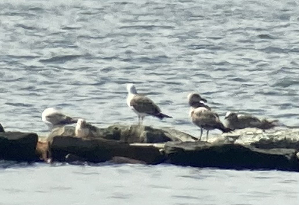 Lesser Black-backed Gull - Mikey  Lutmerding