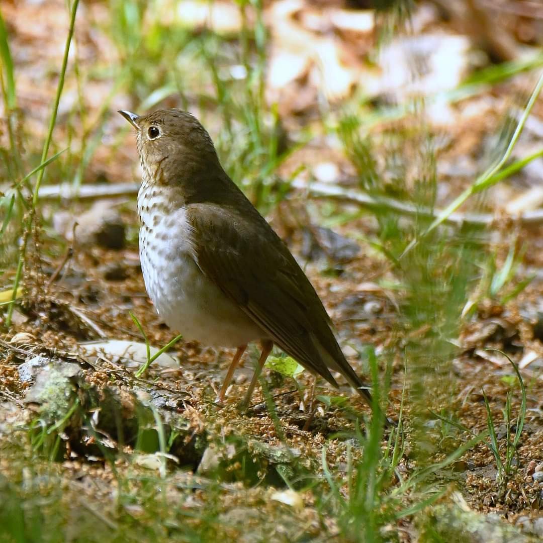 Swainson's Thrush - ML618887810