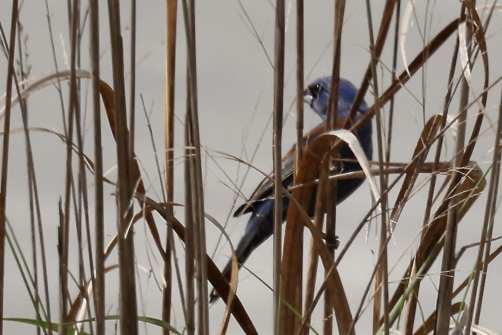 Blue Grosbeak - Karen Barlow