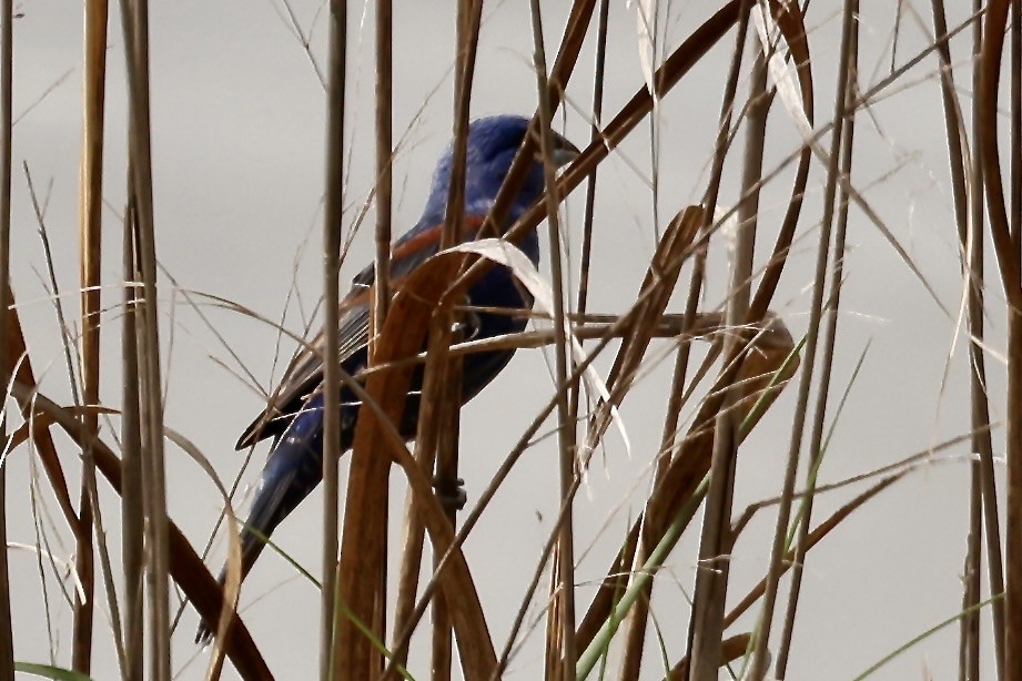 Blue Grosbeak - Karen Barlow