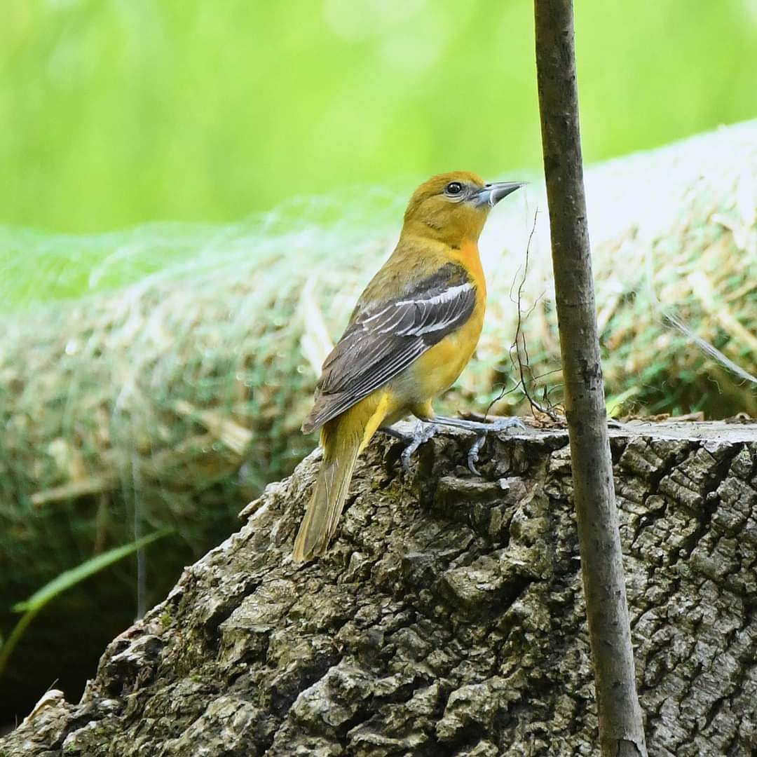 Baltimore Oriole - Anonymous