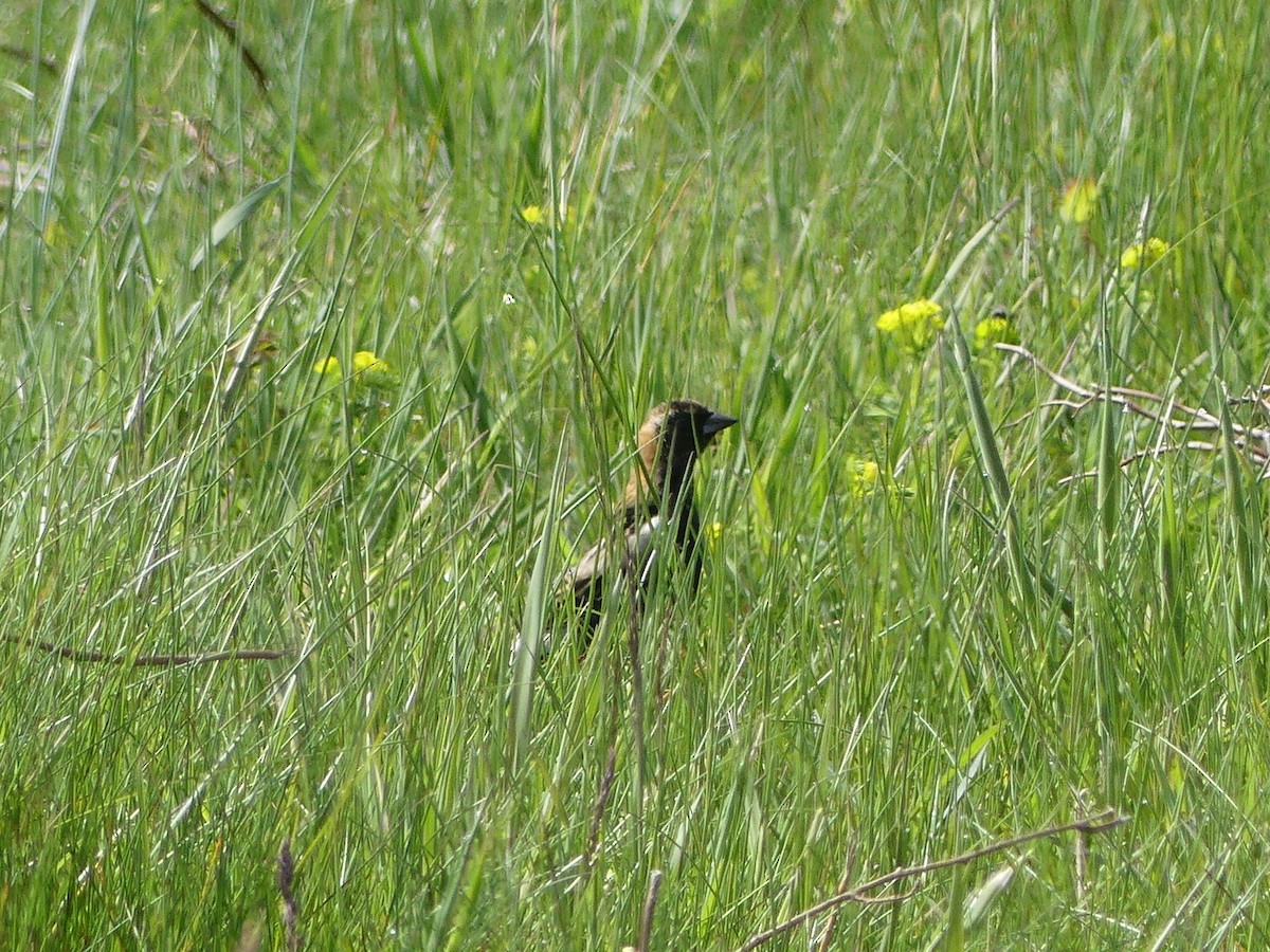 Bobolink - Al Curtis