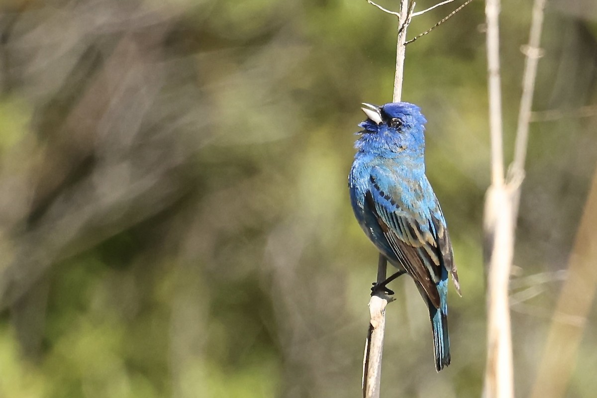 Indigo Bunting - Karen Barlow