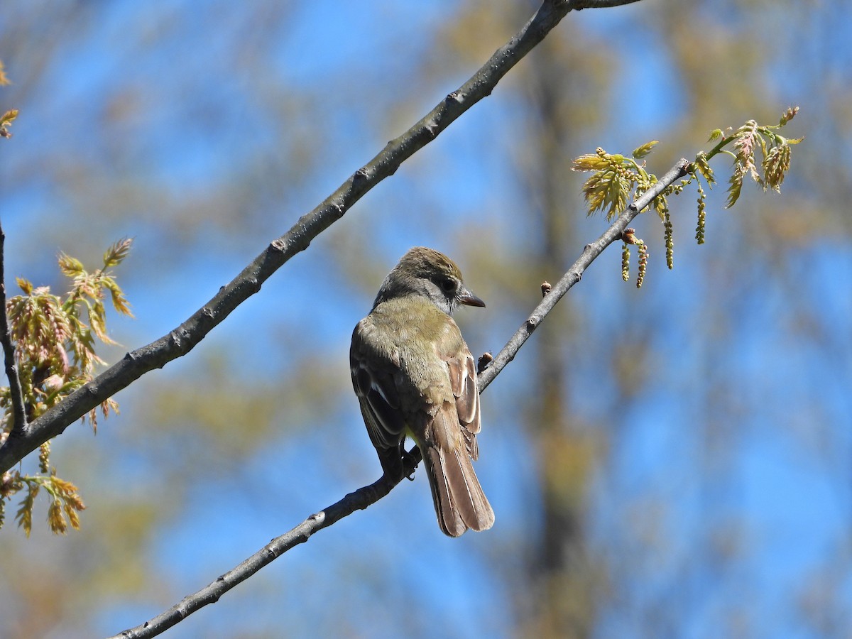 Great Crested Flycatcher - Pauline Binetruy