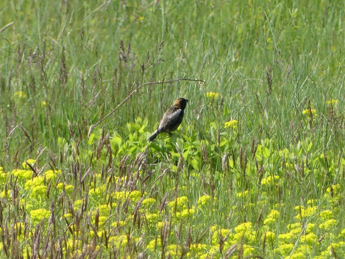 Bobolink - Al Curtis