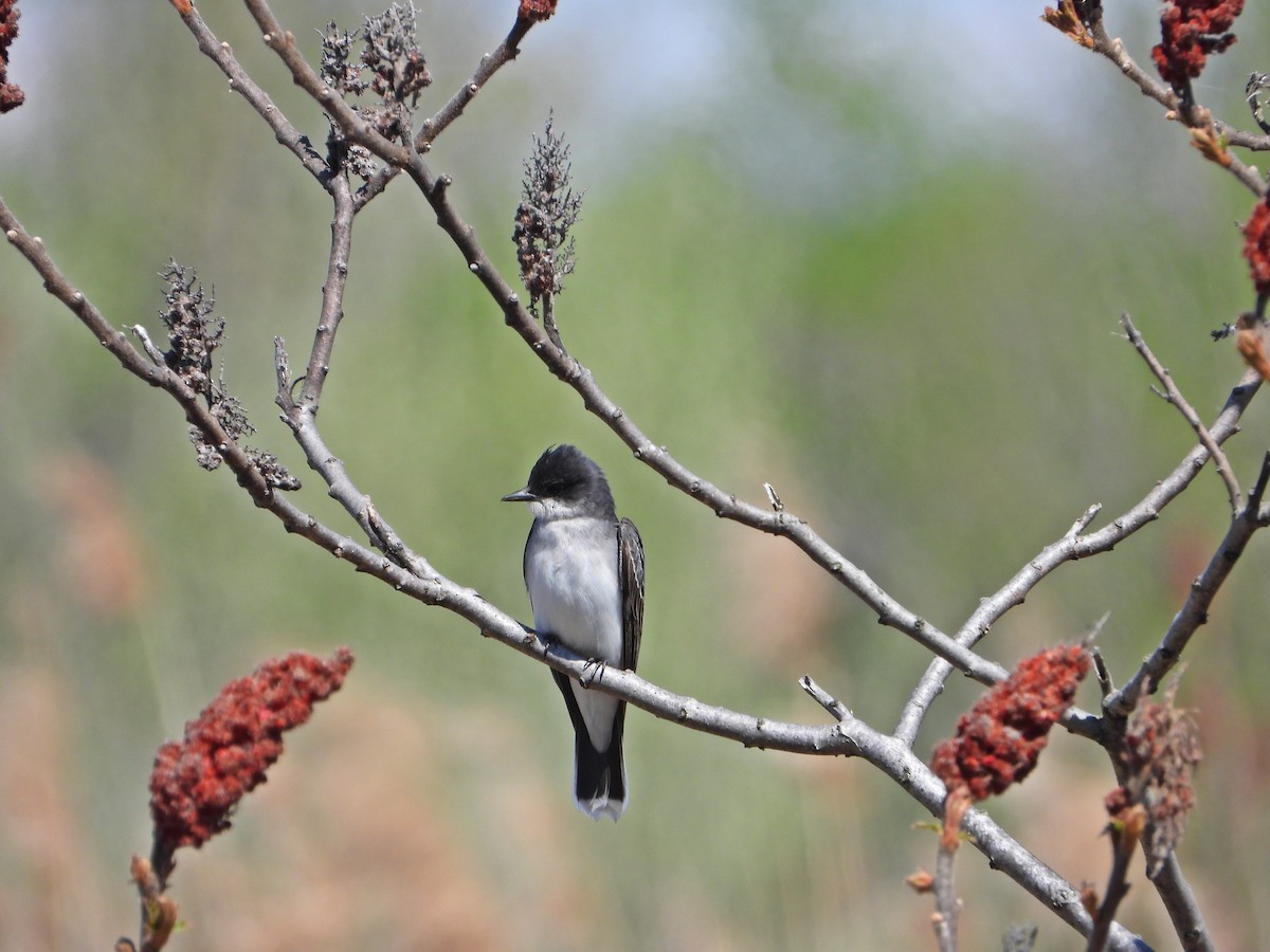 Eastern Kingbird - Pauline Binetruy