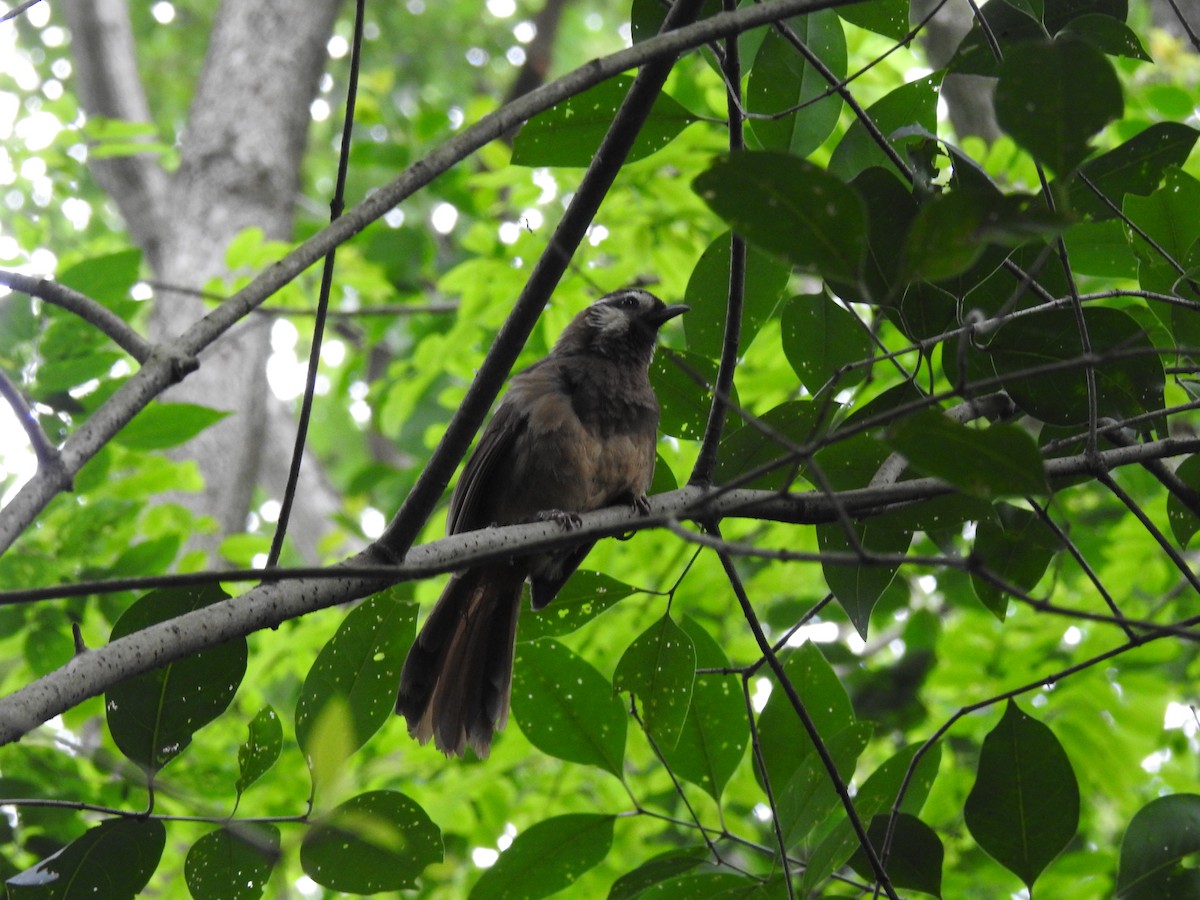 White-browed Laughingthrush - ML618887869