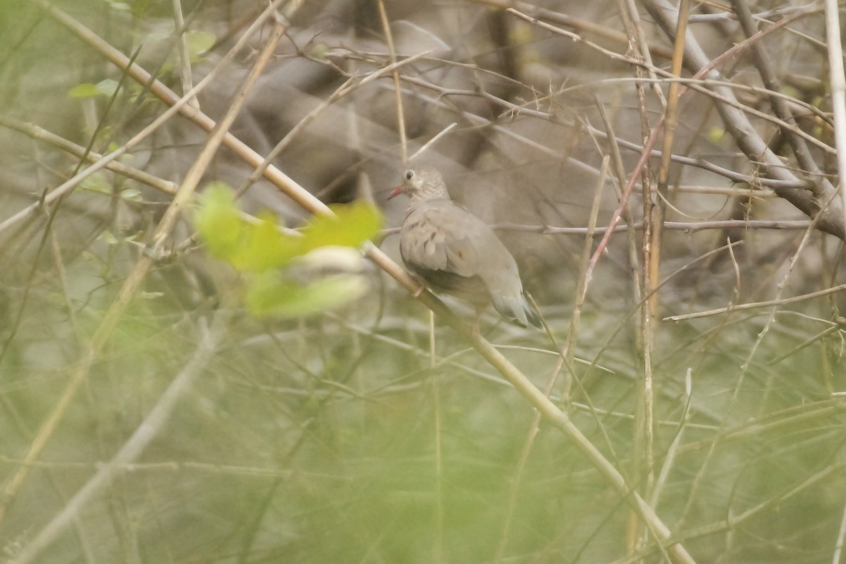 Common Ground Dove - Jan Cubilla