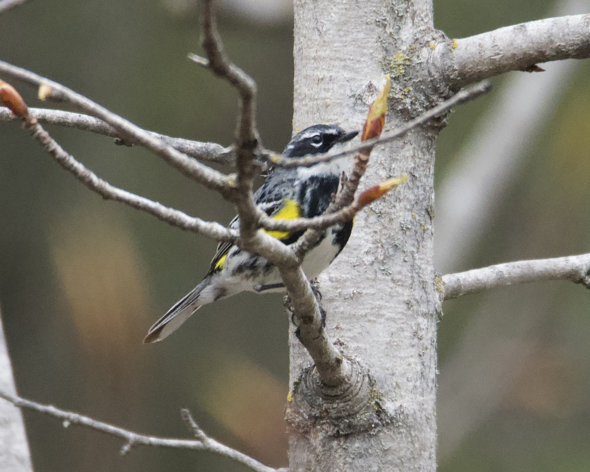 Yellow-rumped Warbler - Larry Waddell